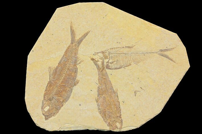Three Detailed Fossil Fish (Knightia & Diplomystus) - Wyoming #116767